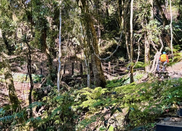雪山坑登山步道尋巨人2978482