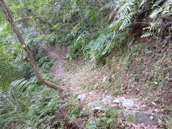 坪林區楣子寮尖+土地公遺址+火燒寮古道+枋山坑古道+枋山坑崙O型2985702