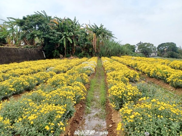 【苗栗】賞花趣~銅鑼杭菊x通霄蒜香藤花廊2945985