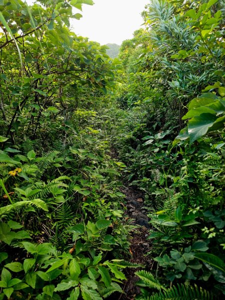 紅頭山-小百岳#97-台東縣蘭嶼鄉2901057