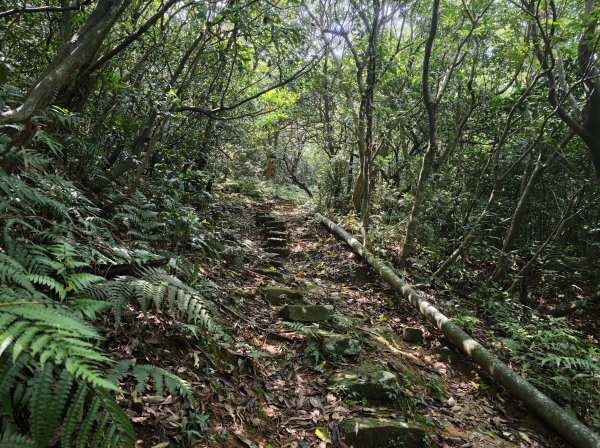 [淡蘭古道] 2026_0502 北路第二段_雞母嶺古道3047937