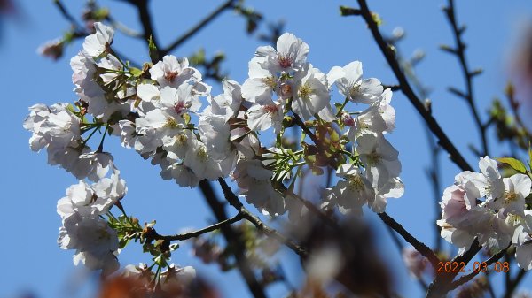 春暖花開，鳥語花香1633865