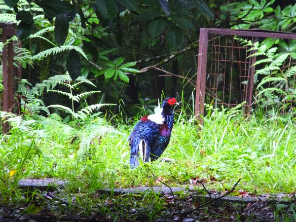 【宜蘭員山】新天堂樂園福山植物園生態之旅390718