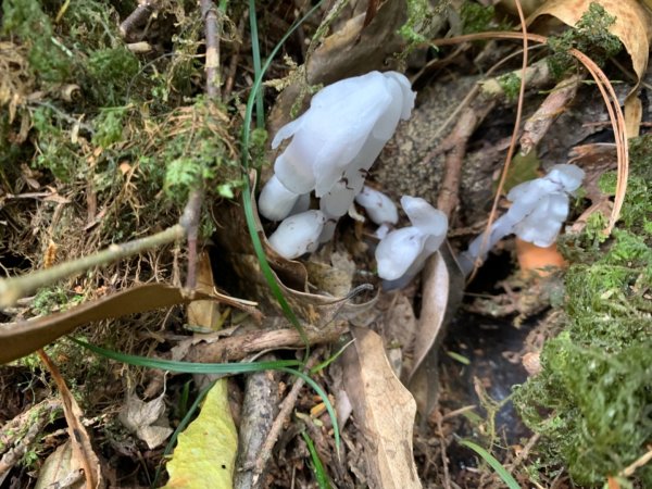 司馬庫斯生態1340514