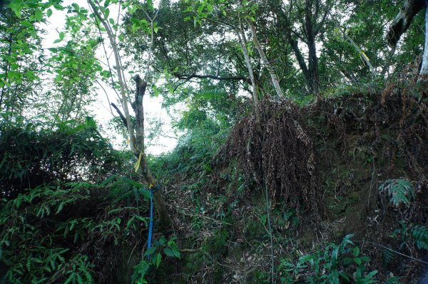 新北 三峽 內詩朗山、金平山2950911