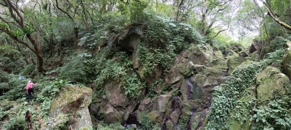 賞花+爬山健行-202402242436994
