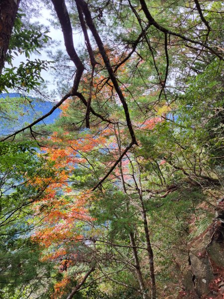 2025.11.30 谷關七雄 No.4 波津加山，不給休的蜂2952140