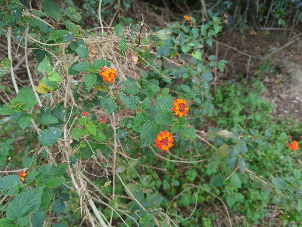 2025.02.28－巴塱衛山2728089