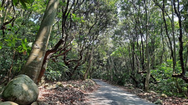 《南投》峰峰相連｜草屯九九峰森林步道O型202509062879230