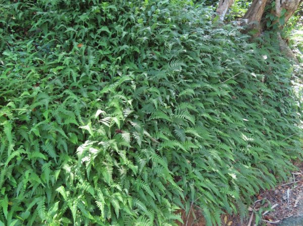 澀水森林步道(+水上瀑布)2915714