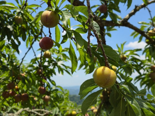 夏日的馬那邦山2786862