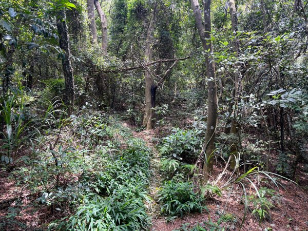 三段崎古道2835537