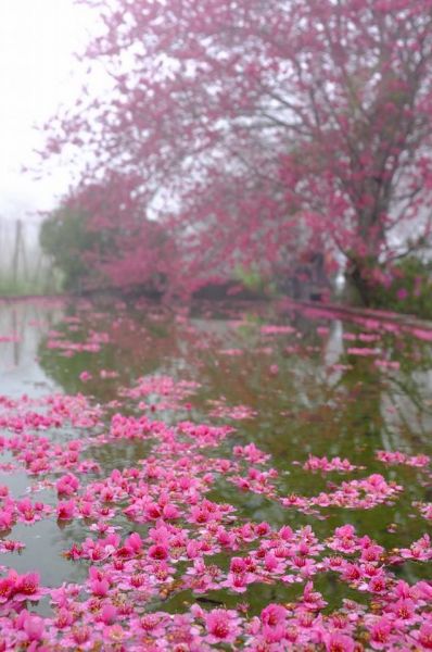 草坪頭櫻花李花梅花開336389