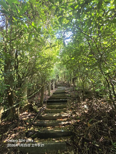 2026-01-25微笑山線：【天上山系】望月亭桐花段2988208