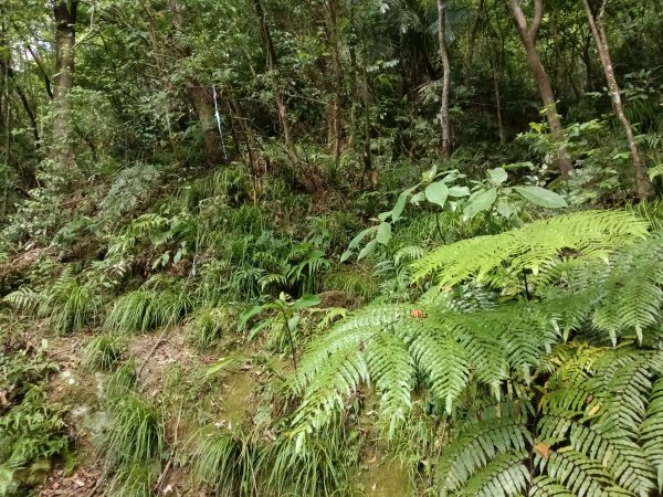 雙溪區盤山坑古道+過火坪古道O型2882383