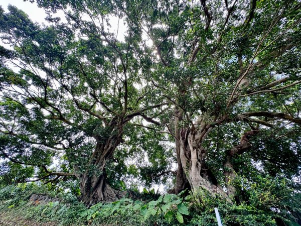 平溪步道縱走狗殷勤古道出故宮2852622
