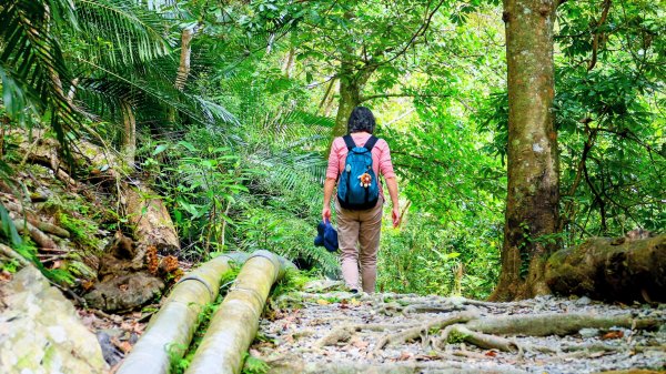 知本森林遊樂區3015078