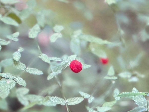 觀霧-榛山步道2926022