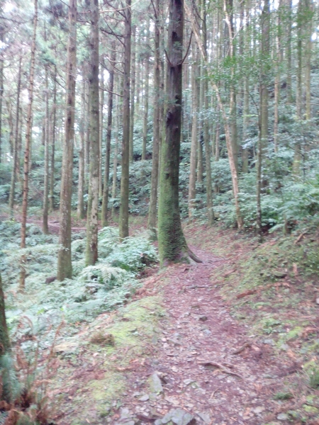 東眼山國家森林遊樂區 104.02.1652435