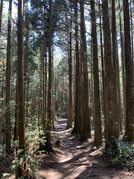 【中級山】高島縱走，森林野營趣1653262