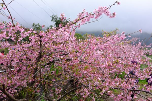 草坪頭櫻花李花梅花開336390