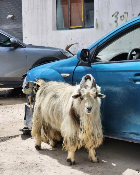西藏♥️可愛動物🐎人物寫真/拉薩旅拍/美食2902880