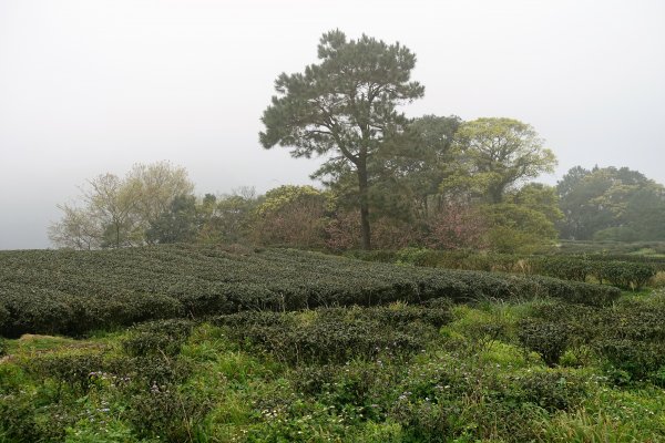 熊空茶園1608442