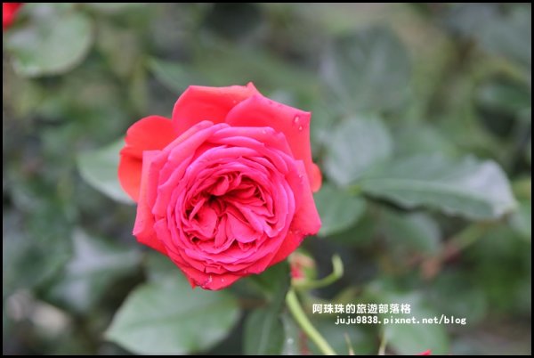 雅聞七里香玫瑰森林玫瑰季。浪漫歐式庭園930342