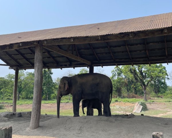 尼泊爾奇旺國家公園4天三夜2788878