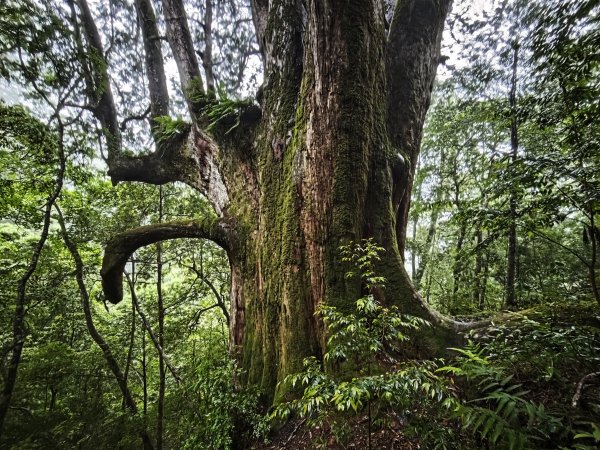 2025_0525 鎮西堡巨木群步道（B區）
