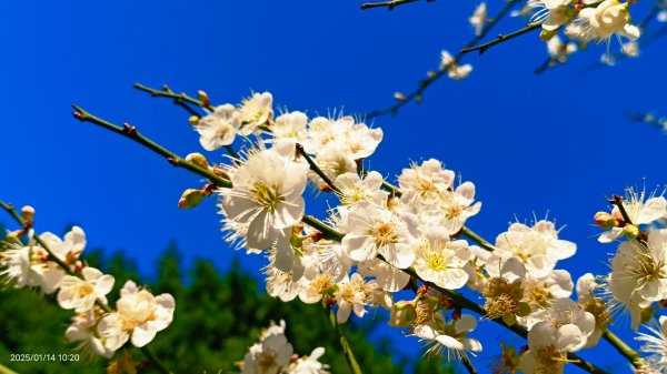 雙溪公園賞花&原住民公園落羽松&故宮1/142689953