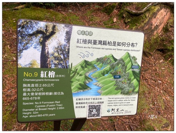 阿里山神木群棧道2771598