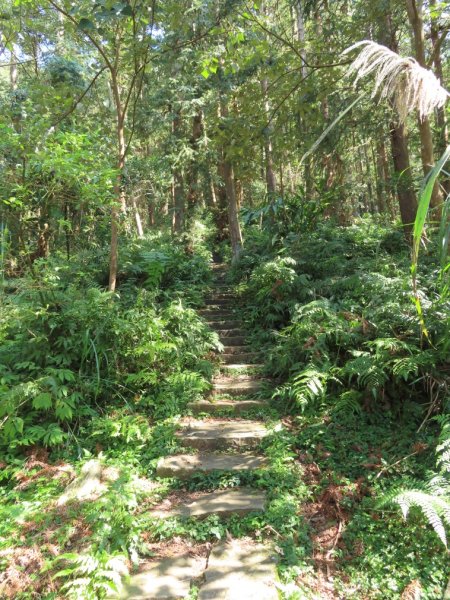 仙山登山步道O形走+小百岳No.33仙山2715839