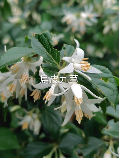 德三縱走3079439