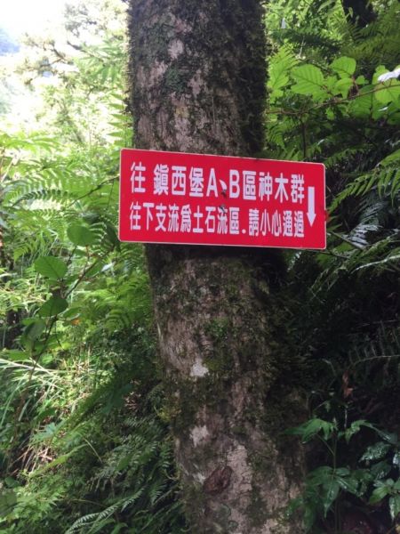 尖石鄉神木群B區386508