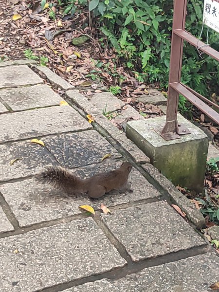 臺北大縱走第六段：中華科技大學至捷運麟光站2790256
