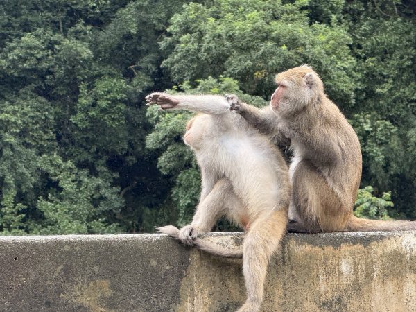 登仙橋賞猴2704788
