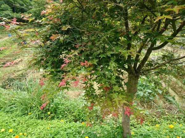 貓空樟樹步道 2017.05.21139510