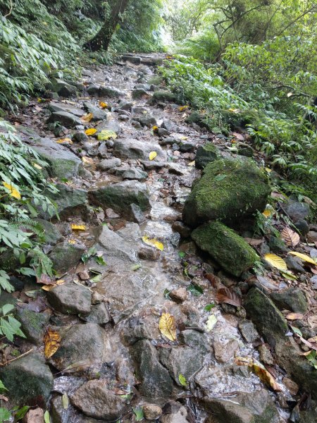 金包里大路(魚路古道北段)。擎天崗芒花盛開。絹絲步道(魚路古道南段) 2020/10/261428382