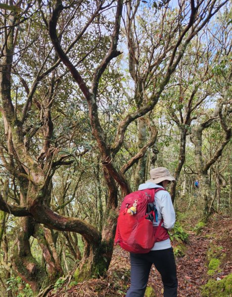 【中級山縱走】魯壁山，東穗山，大島田山，宇老觀景台2771728