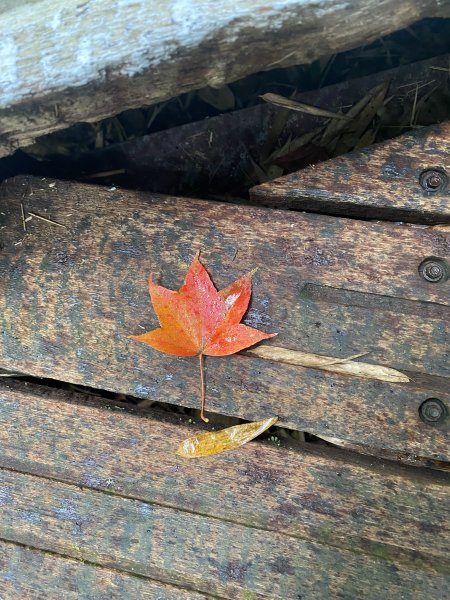 20250118迷糊步道2716391