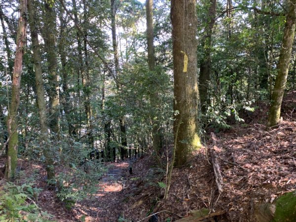 梨山賓館步道875984