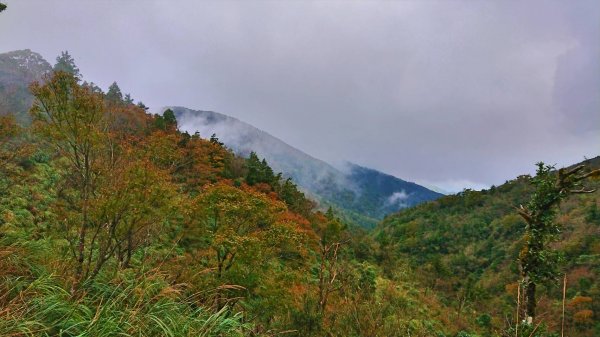 【新聞】太平山國家森林遊樂區 秋季限定「台灣山毛櫸步道」黃金林攻略