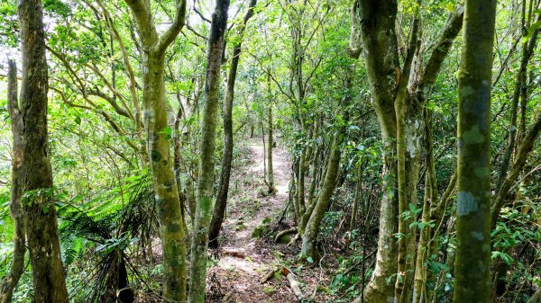 雙溪三柑Ｏ走2839888