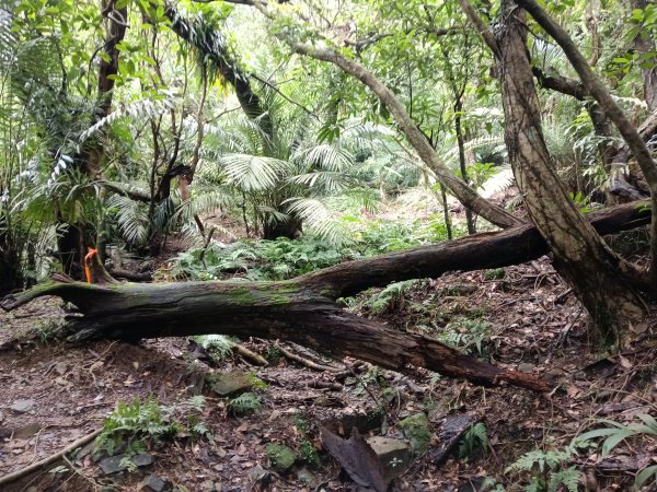 頭城鎮石城車站+隆嶺越嶺古道+隆嶺溪畔古道+福隆車站3002270