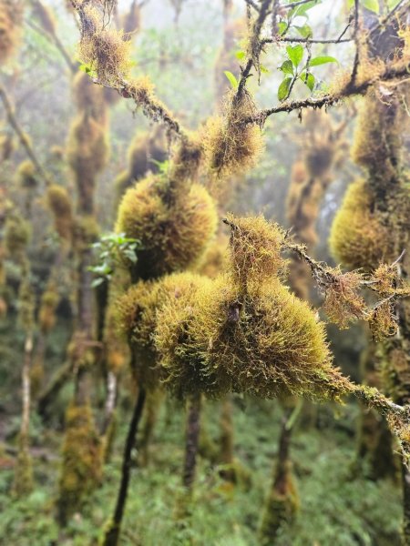 20241006給里洛山-加太縱走2616191