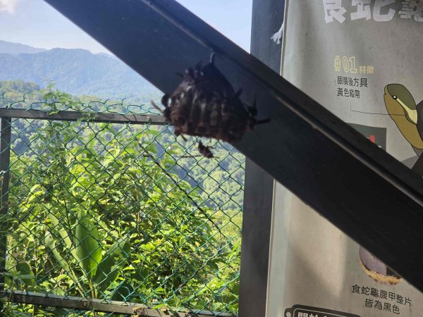 20260709十三股山-塗潭崙-媽祖林步道-永安景觀步道3087093