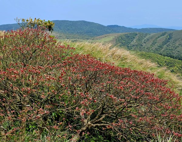 2026年臺北大縱走第三段：小油坑至風櫃口(七星山段)