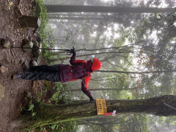 烏來大桶山登山步道1346322