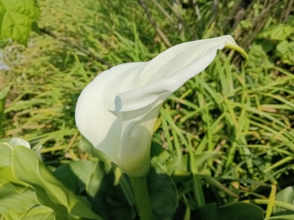 崩山坑古道+東柑腳山+後寮仔嶺+後寮子古道+後寮仔保甲路O型2750923